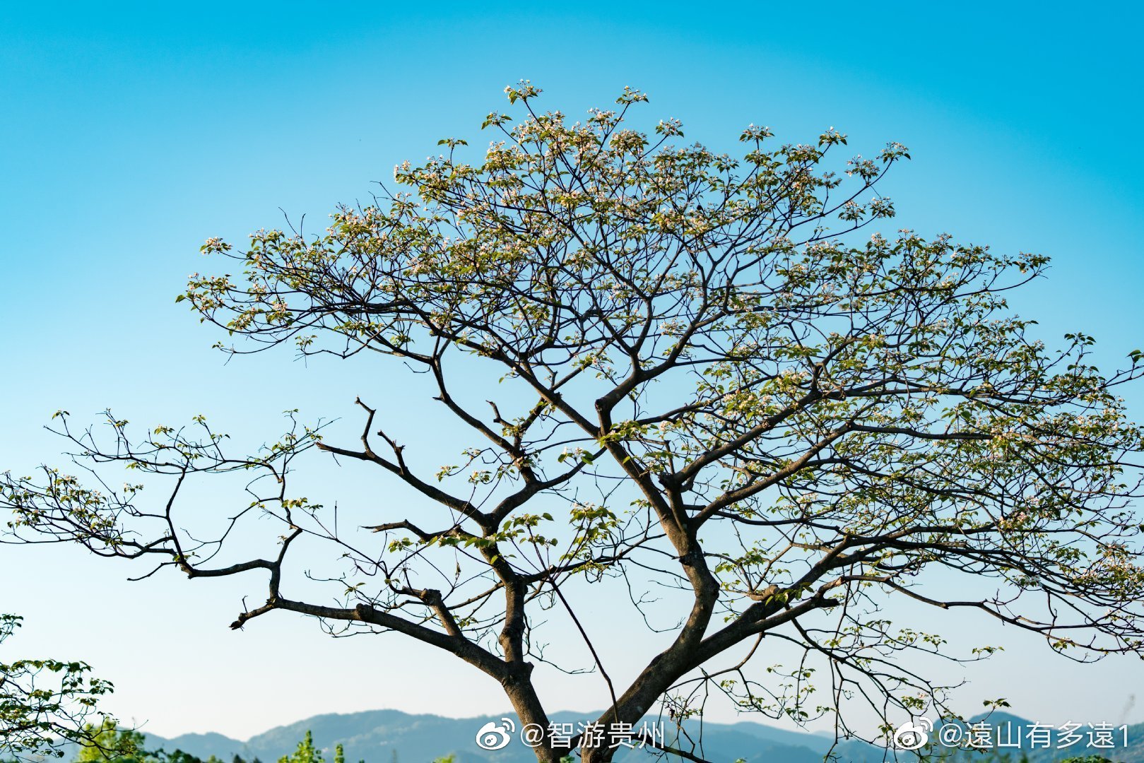 中国油桐树之乡正安