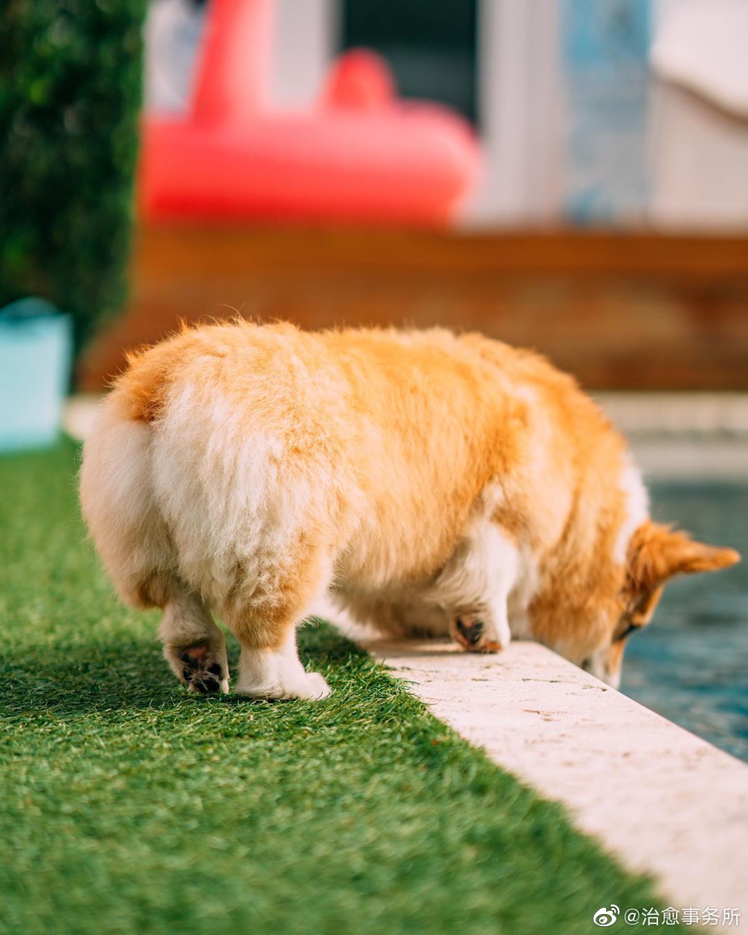 柯基可爱的小屁屁insmadmaxfluffyroad