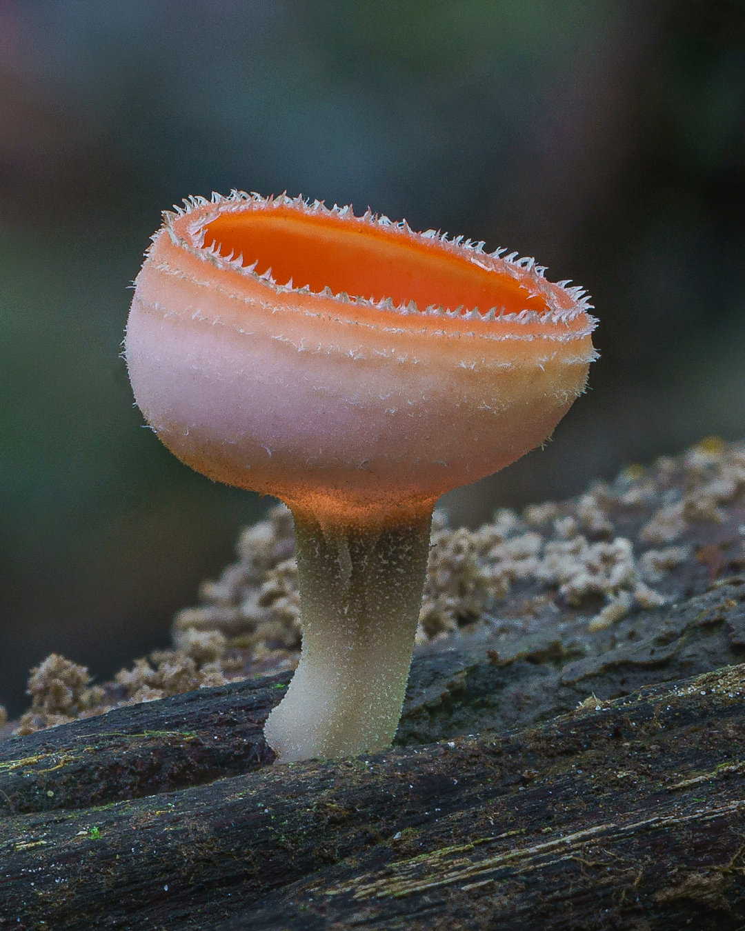 世界上最罕见的蘑菇图片