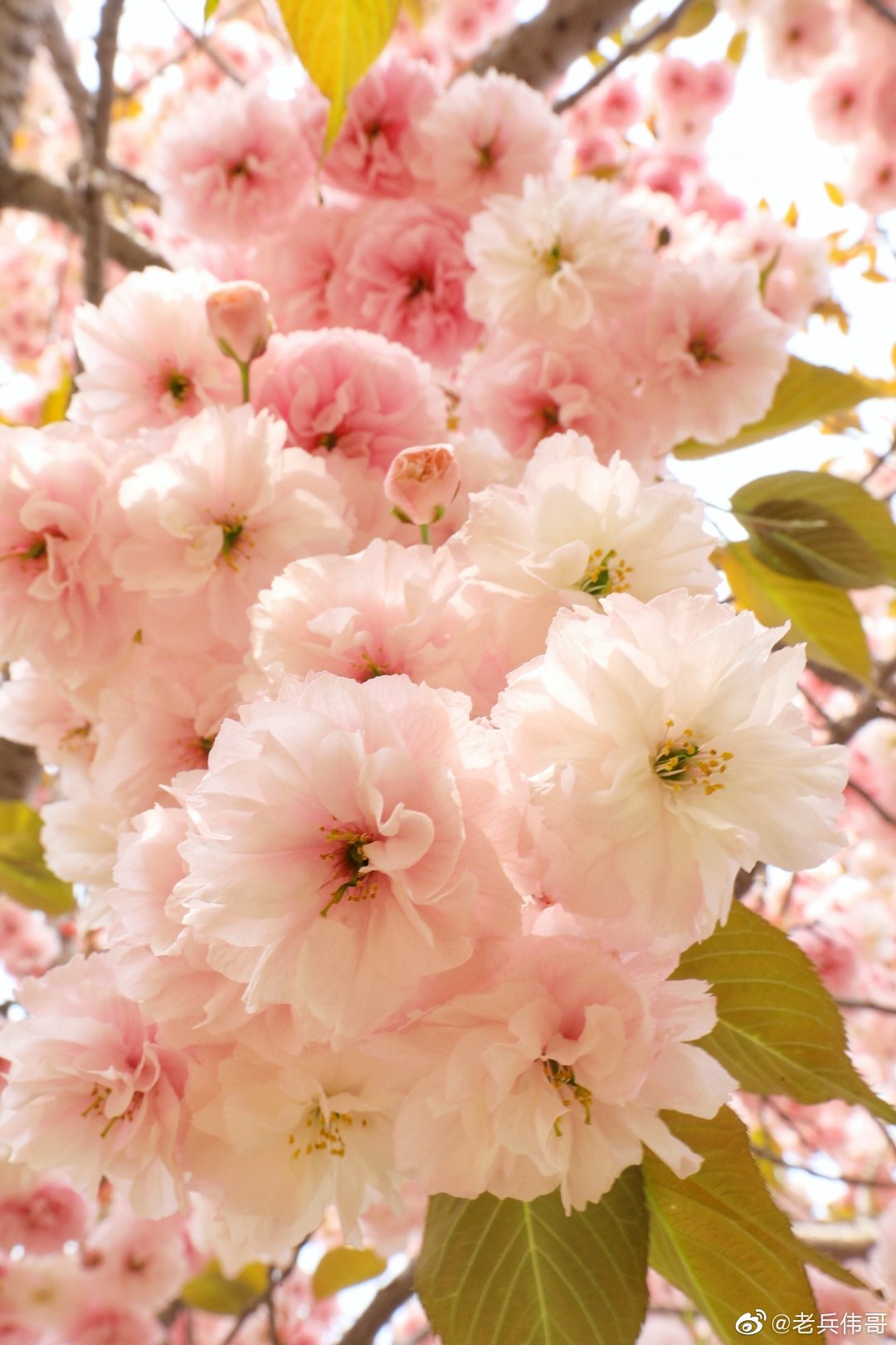 遇见大连61普贤象樱花