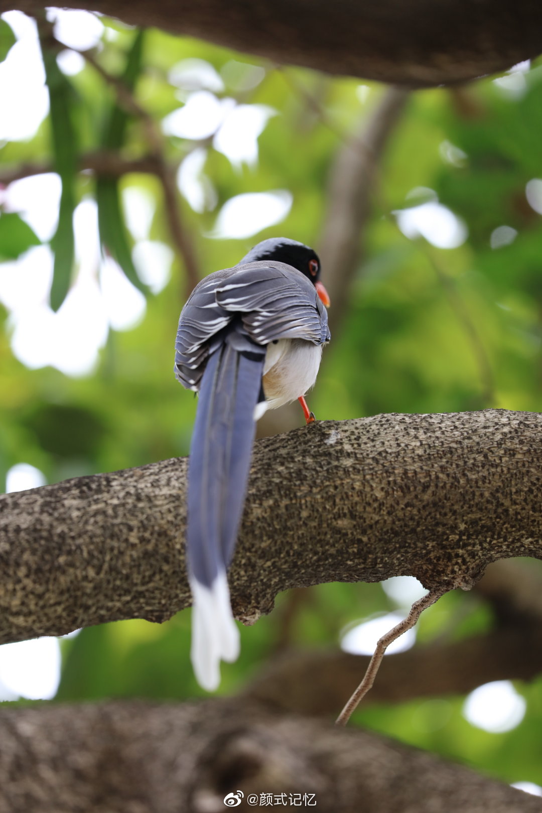 山连绵林子大什么鸟都有一一红嘴蓝鹊