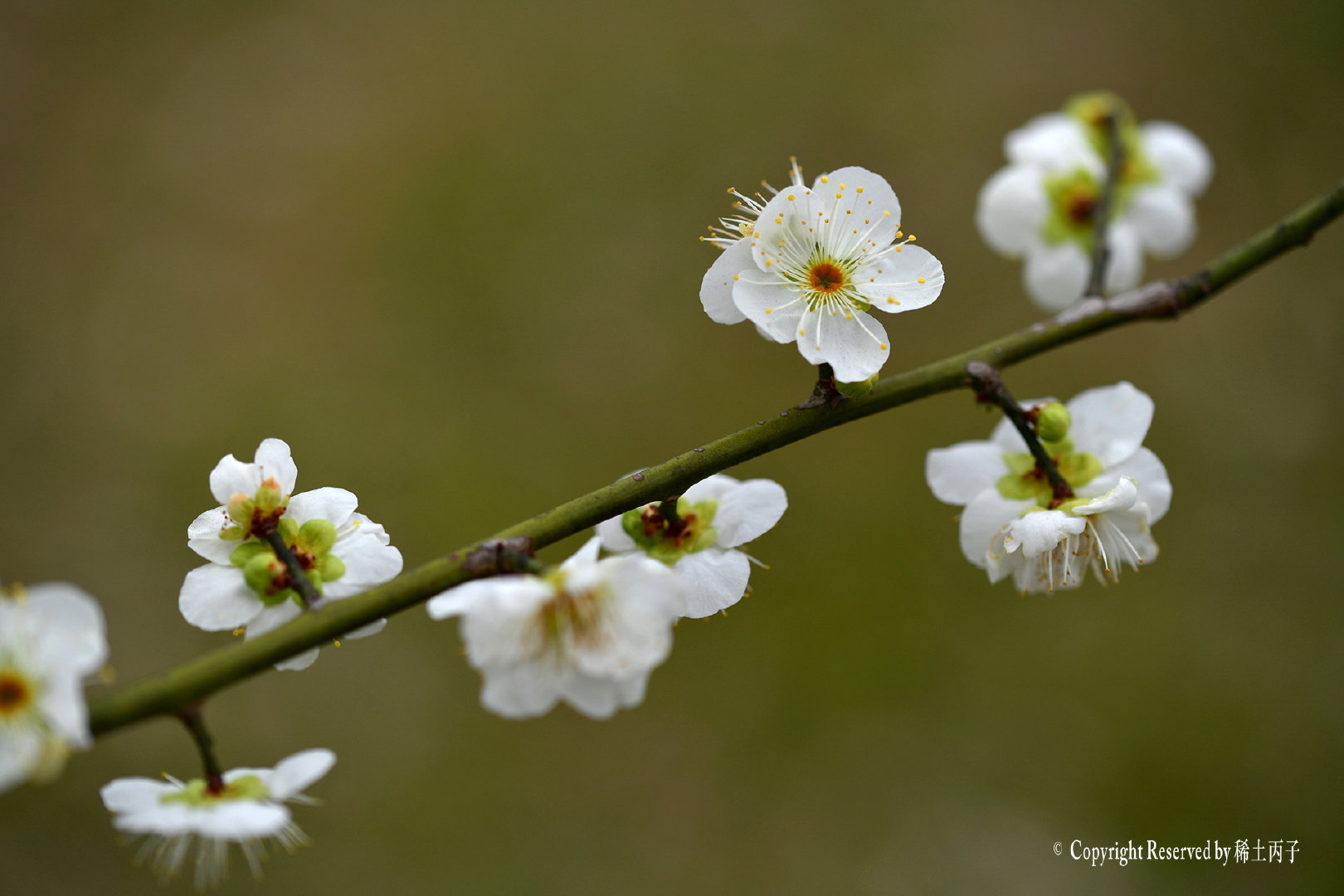 我愿为你折一枝白梅花|白梅花|梅花_新浪新闻