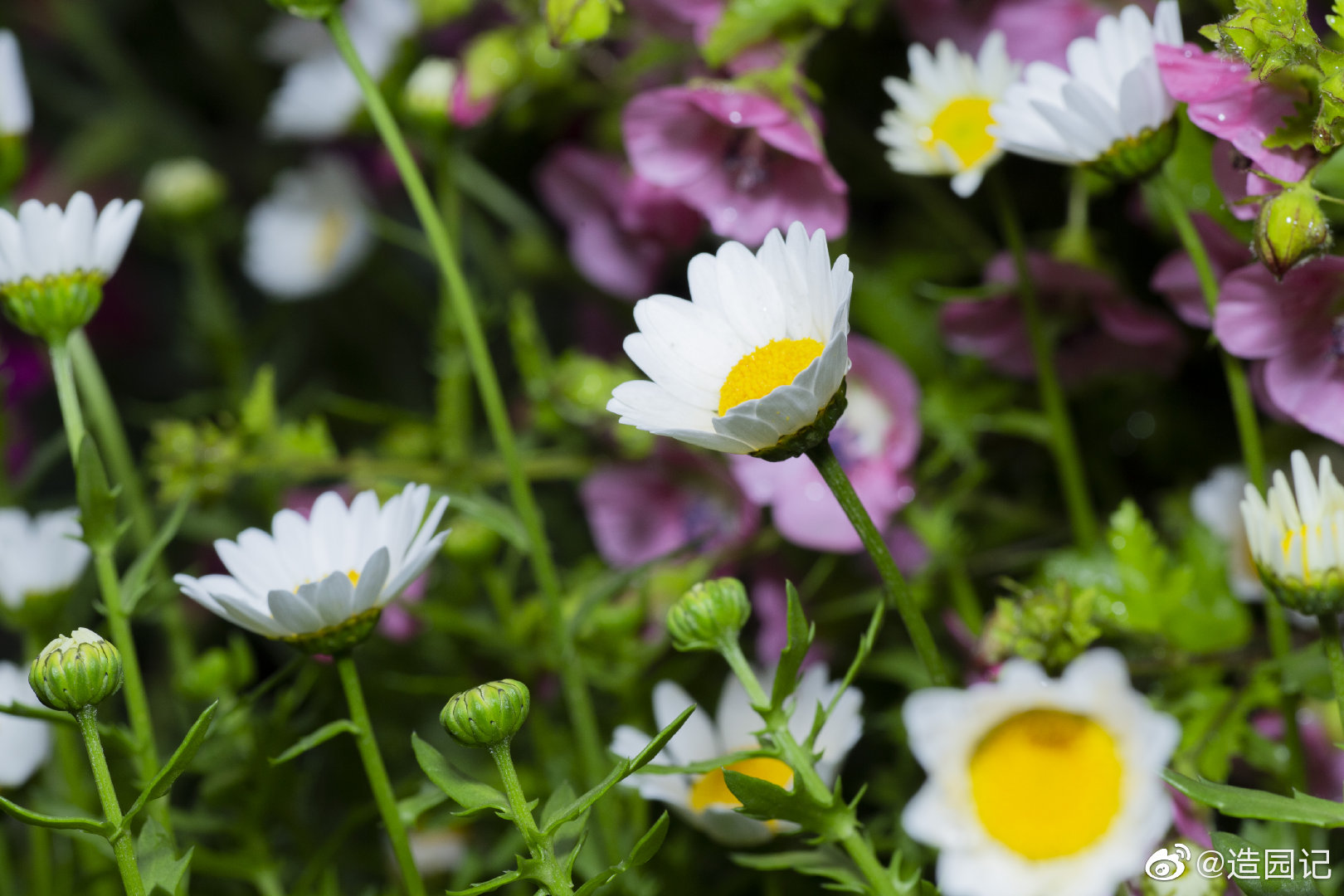 工作累了吗换张壁纸洗洗眼睛吧