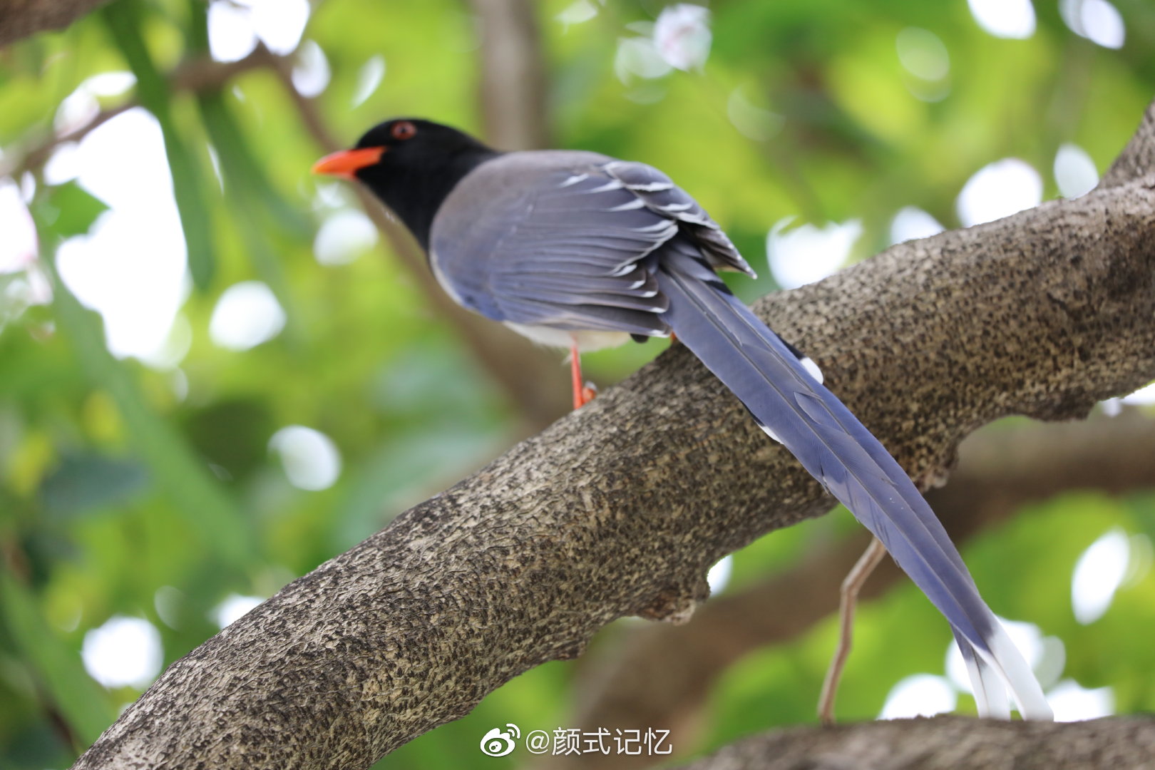 山连绵林子大什么鸟都有一一红嘴蓝鹊