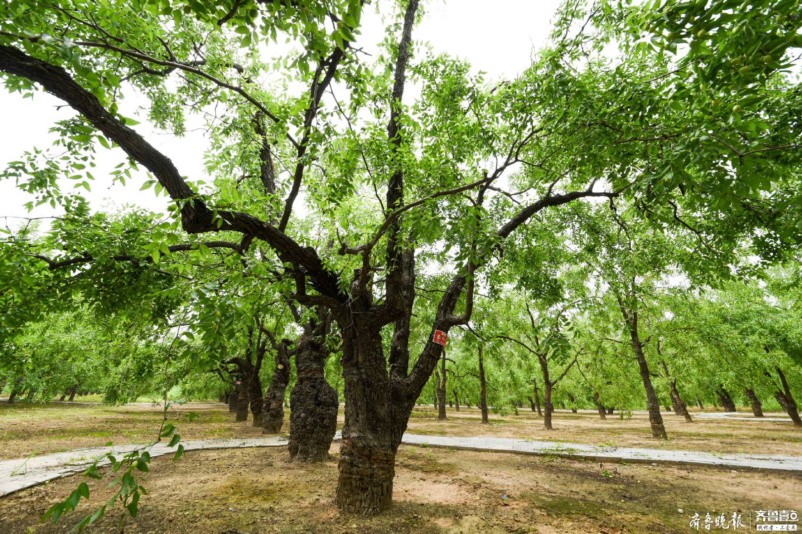 为什么说枣树是凶树(为什么说枣树是凶树?