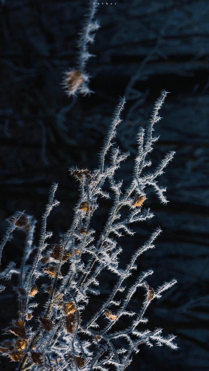 被冰雾吻过,霜花绽放的山林@星星_esther