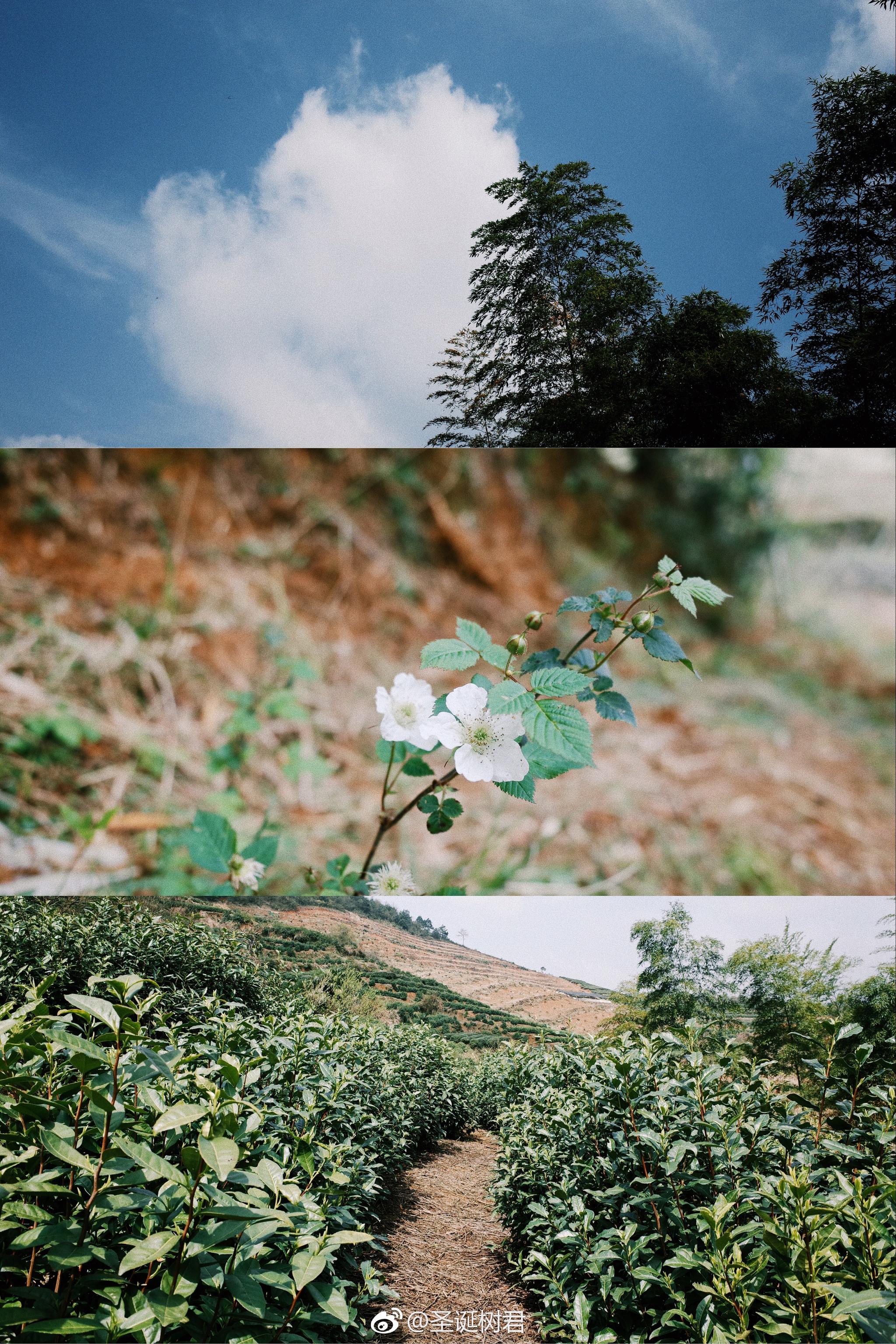 春天回来了大地像个女孩读过许多诗篇里尔克
