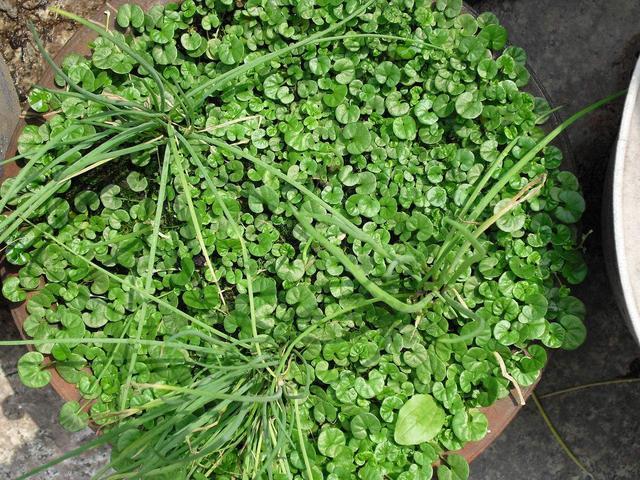 农村厕所旁的野草农民称之为破铜钱味道鲜美药用价值高