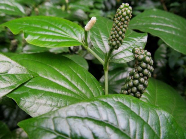 这野草看着不起眼作用却很多人称荜拨能炖汤