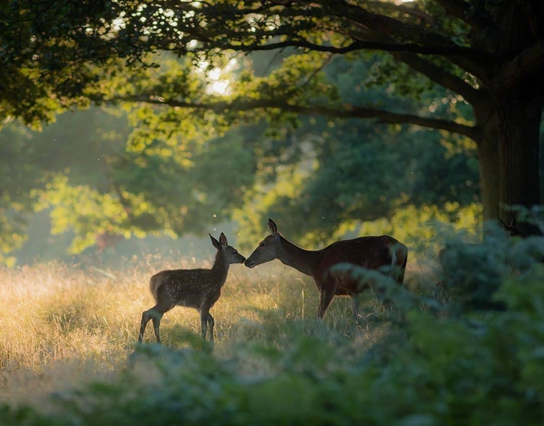 树深时见鹿,溪午不闻钟