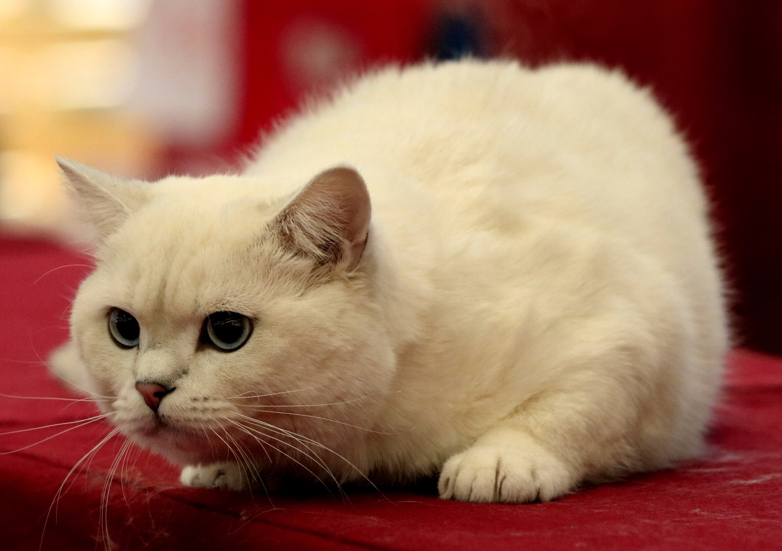 萌猫选美大赛元旦小长假宜昌举办萌翻全场