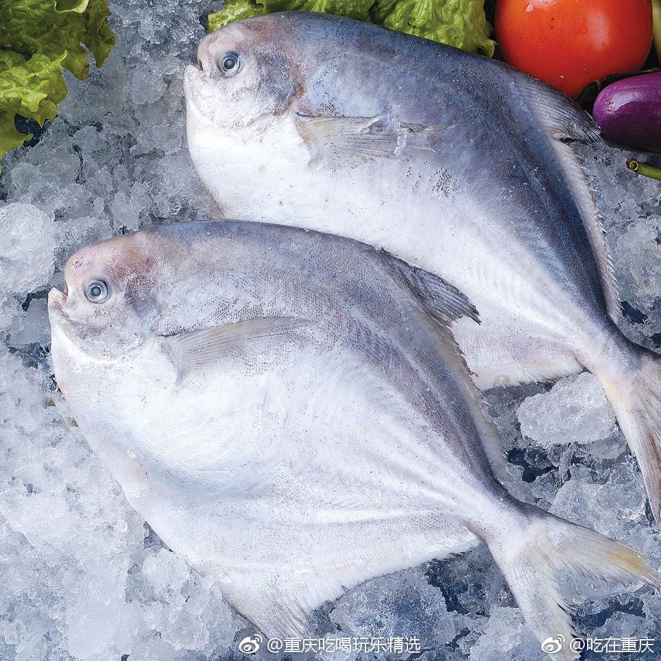 带鱼 耗儿鱼和鲳鱼 你吃火锅的时候必点哪种鱼