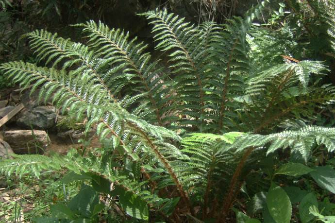 民间野生的金毛狗头,小时候常拿来止血,如今是二级保护植物