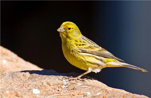 韩国出口下降是全球经济金丝雀效应现身吗