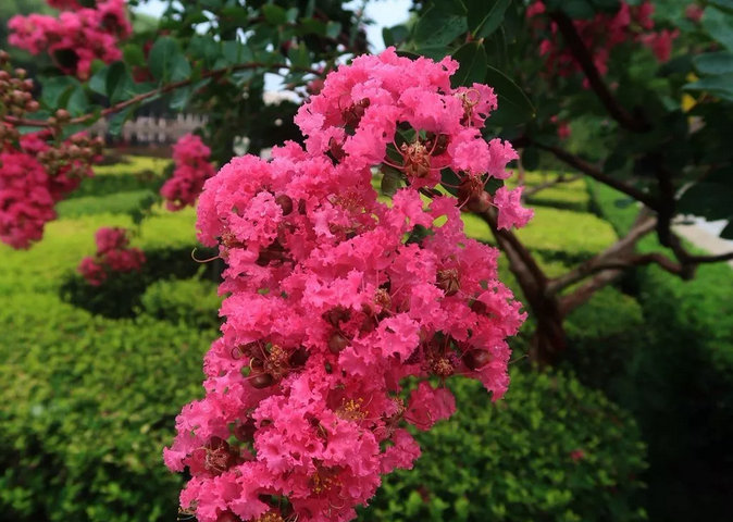 晋城市花紫薇花开靓凤城