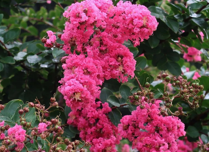 晋城市花紫薇花开靓凤城