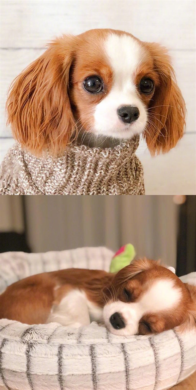 ins上一只名叫nessa的骑士查理王猎犬