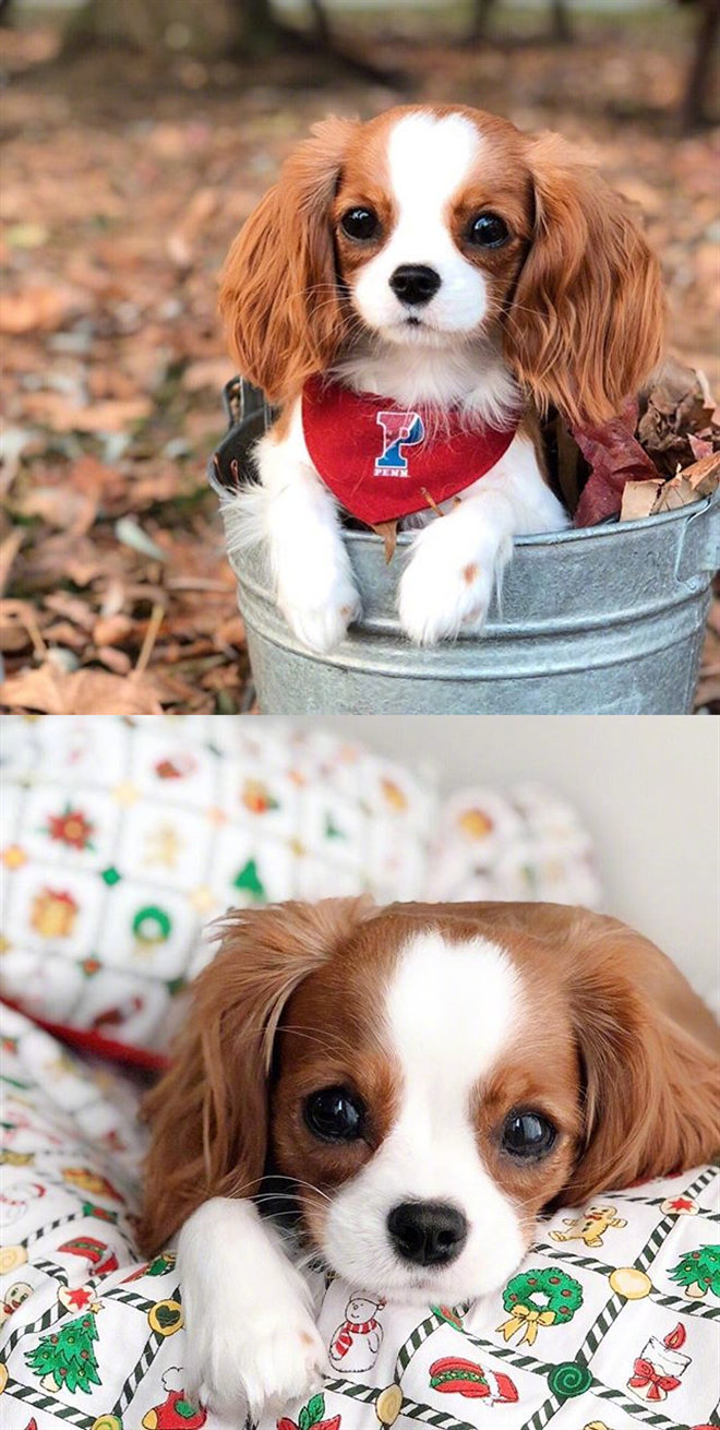 ins上一只名叫nessa的骑士查理王猎犬