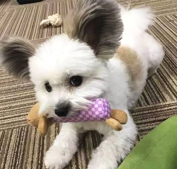 串串一样很可爱!|可爱|蝴蝶犬|耳朵_新浪新闻
