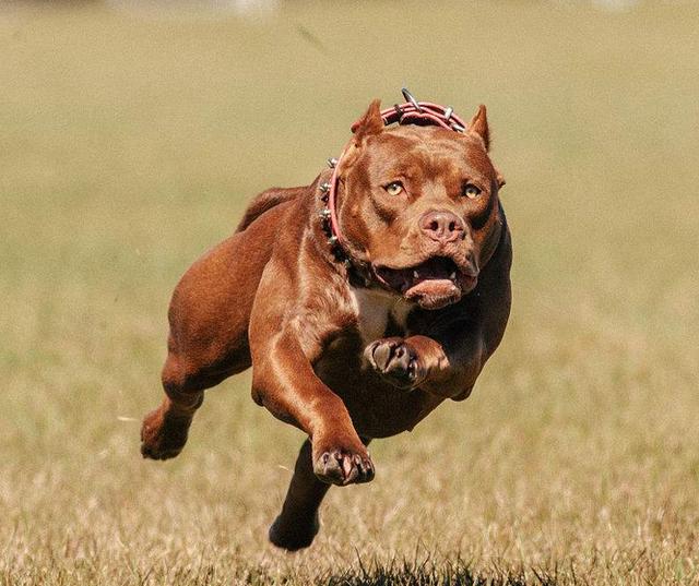 凶猛无畏,可惜几乎没有了|猎犬|川东|犬种_新浪新闻