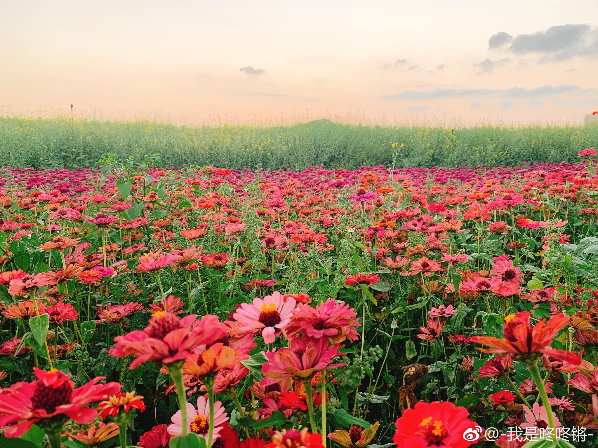 位于公明水库的光明小镇欢乐田园的花海美得不像话