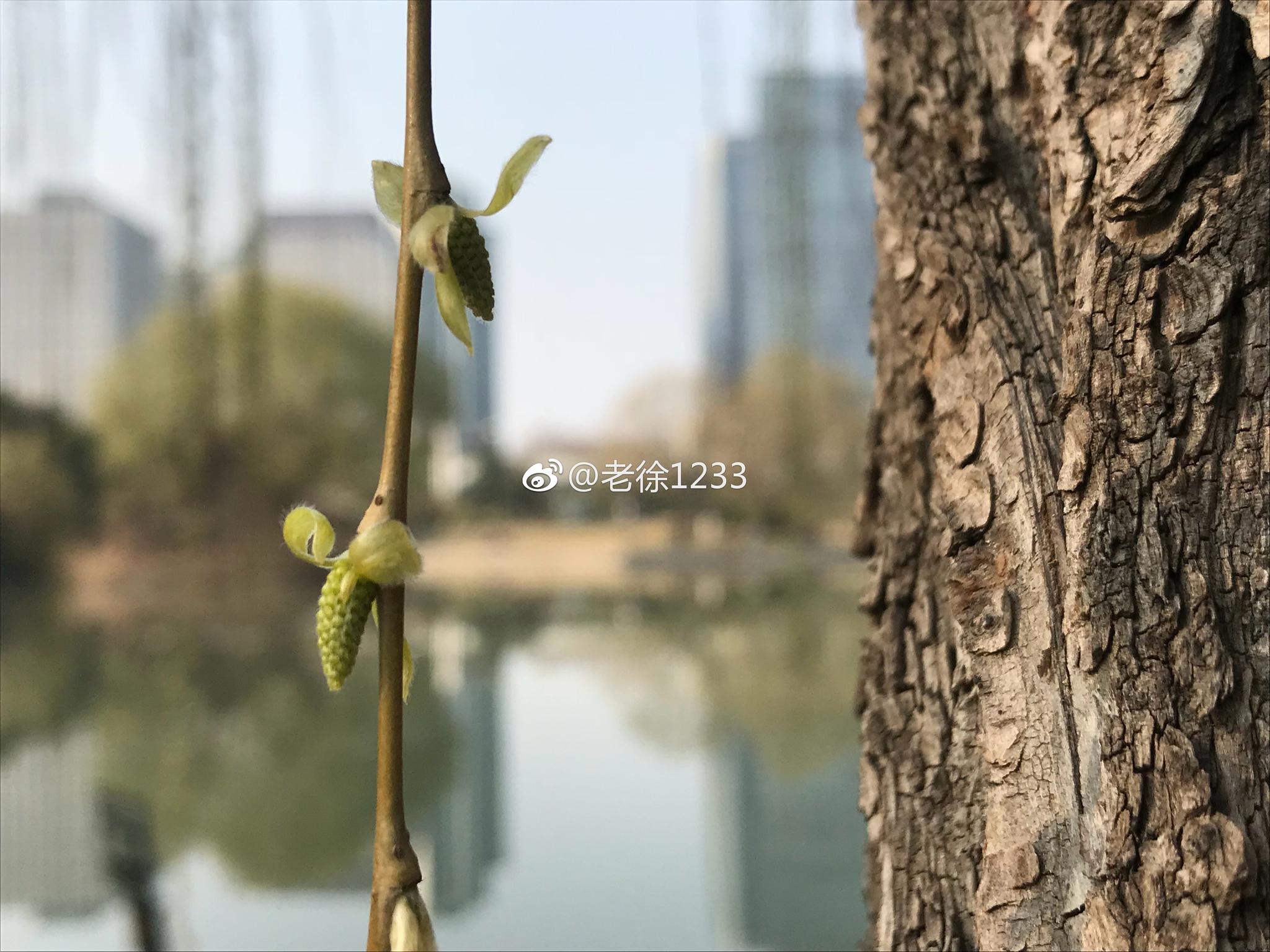 碧玉妆成一树高，万条垂下绿丝绦。不知细叶谁裁出，二月春风似剪刀|碧玉妆|绦|剪刀_新浪新闻