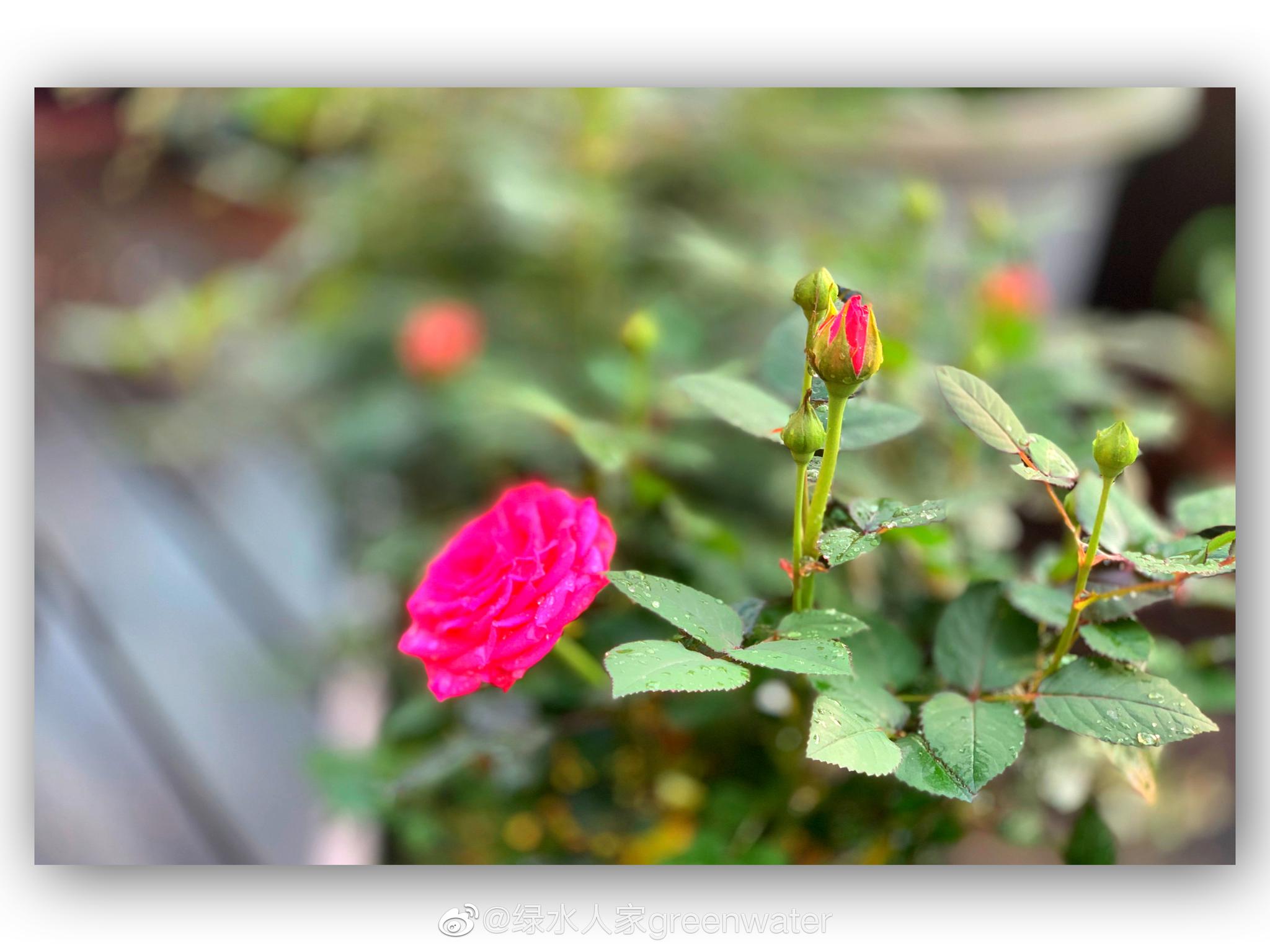 今天下冰雹了雨后放晴赶紧给我养的花留个影