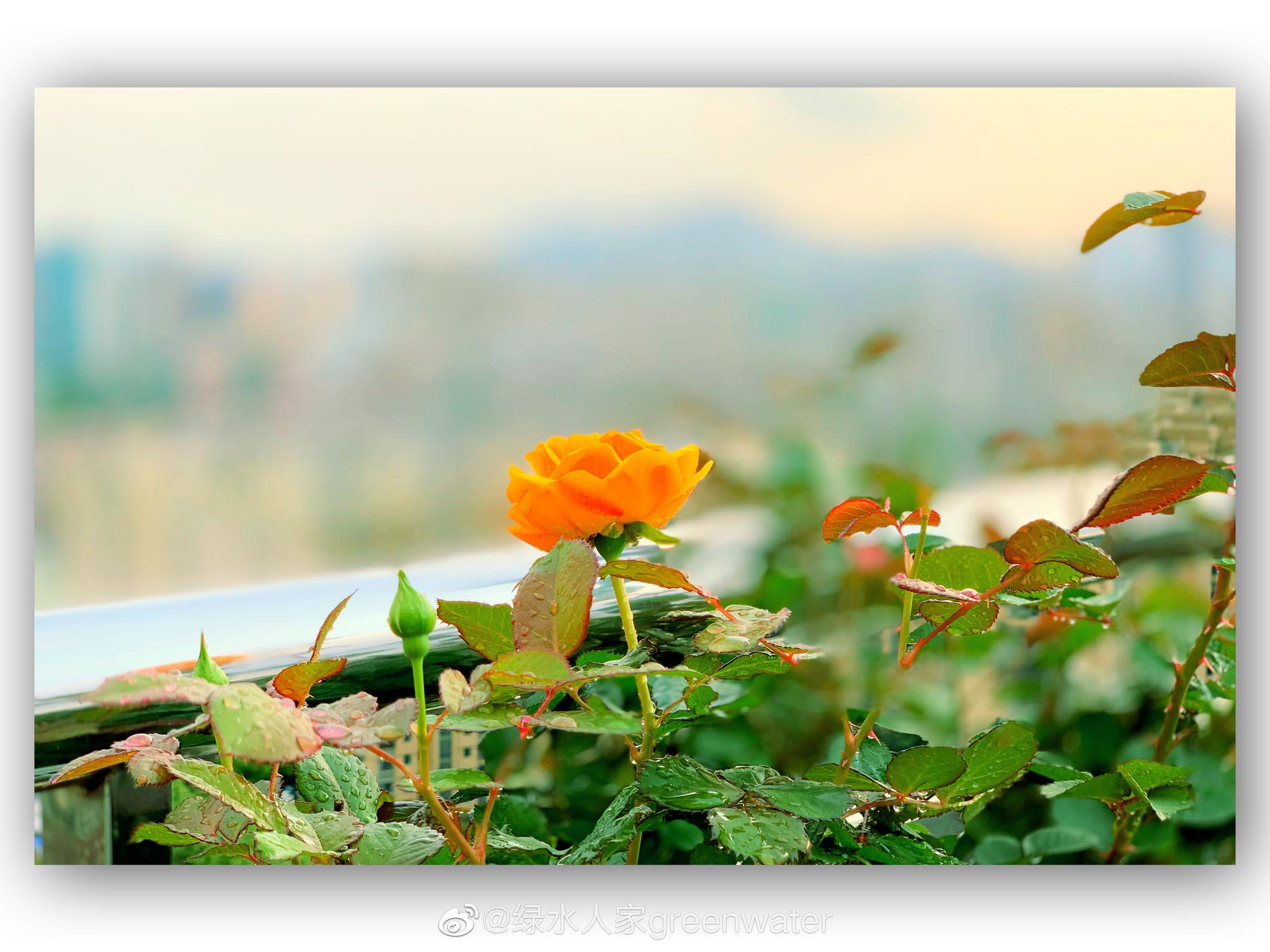 今天下冰雹了雨后放晴赶紧给我养的花留个影