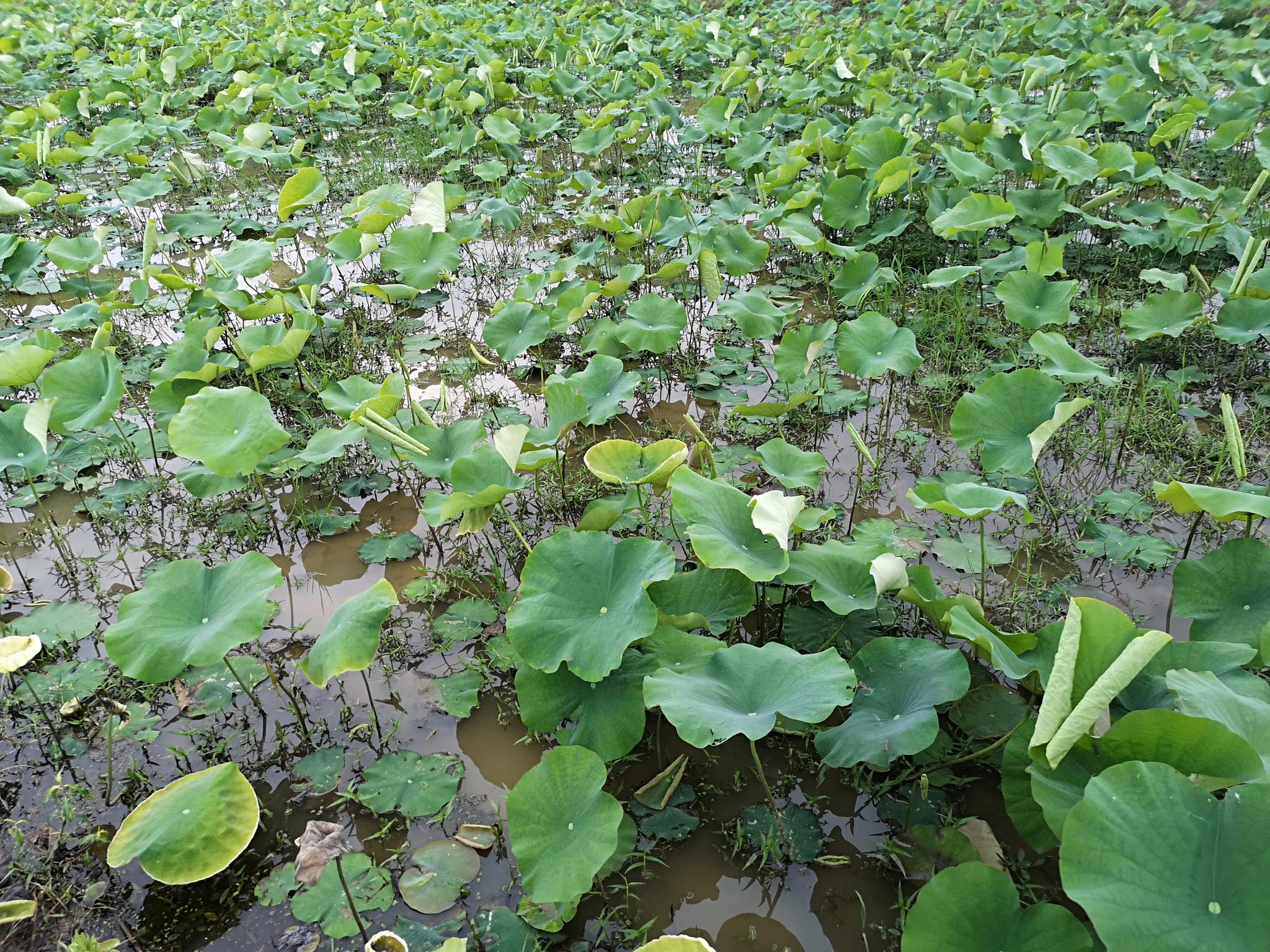 就有龙虾,这荷叶下的水里很容易捕捉到虾,当然还有泥鳅,鳝鱼等水产