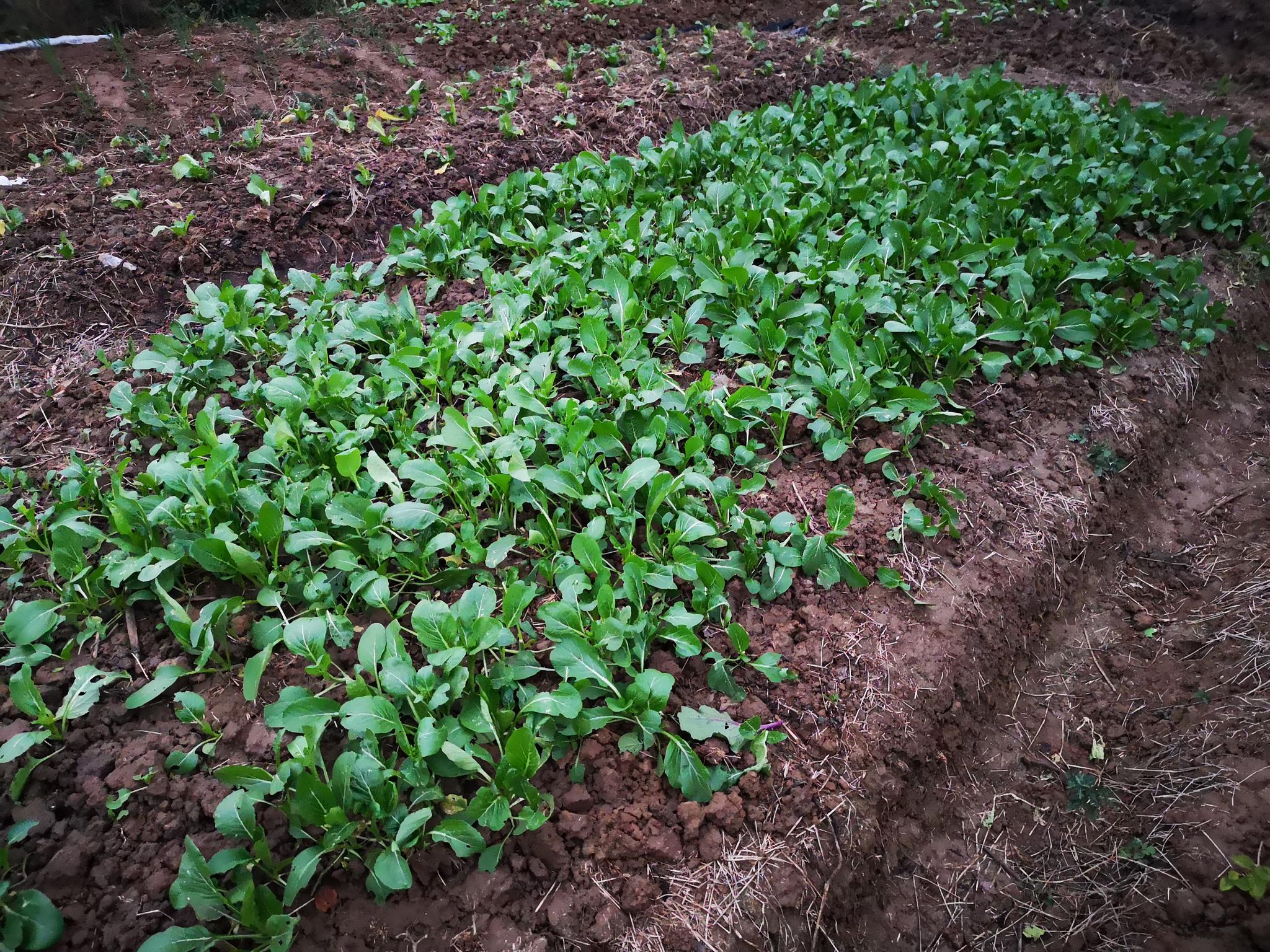 自己家种的青菜菜市场卖的菜好看但是没有菜味