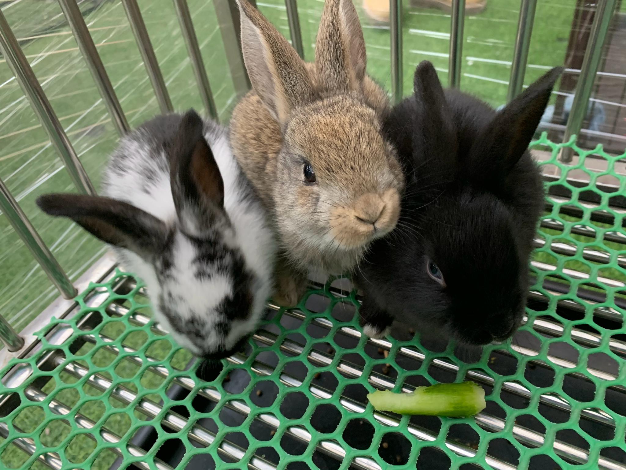 公司隔壁,养了一群小兔兔