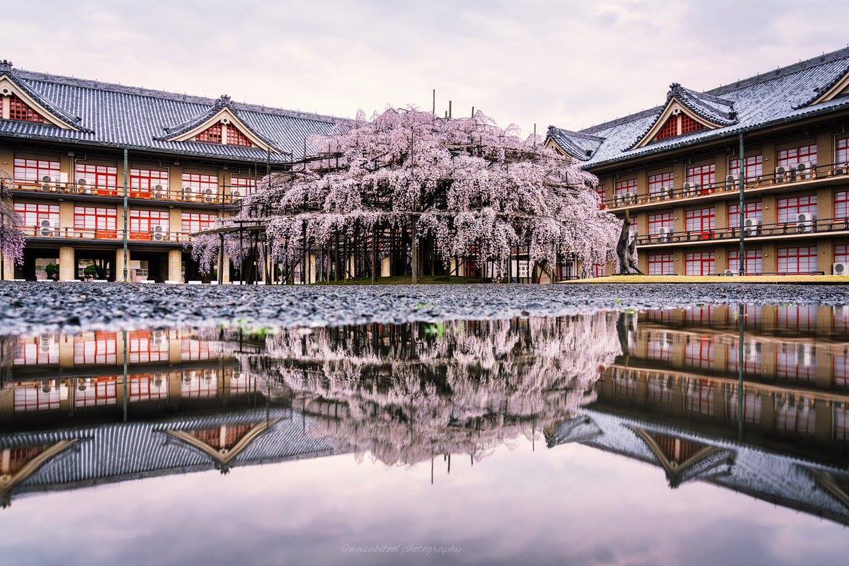 奈良天理市的天理教教会本部神殿前的大型枝垂樱 最近樱花盛放