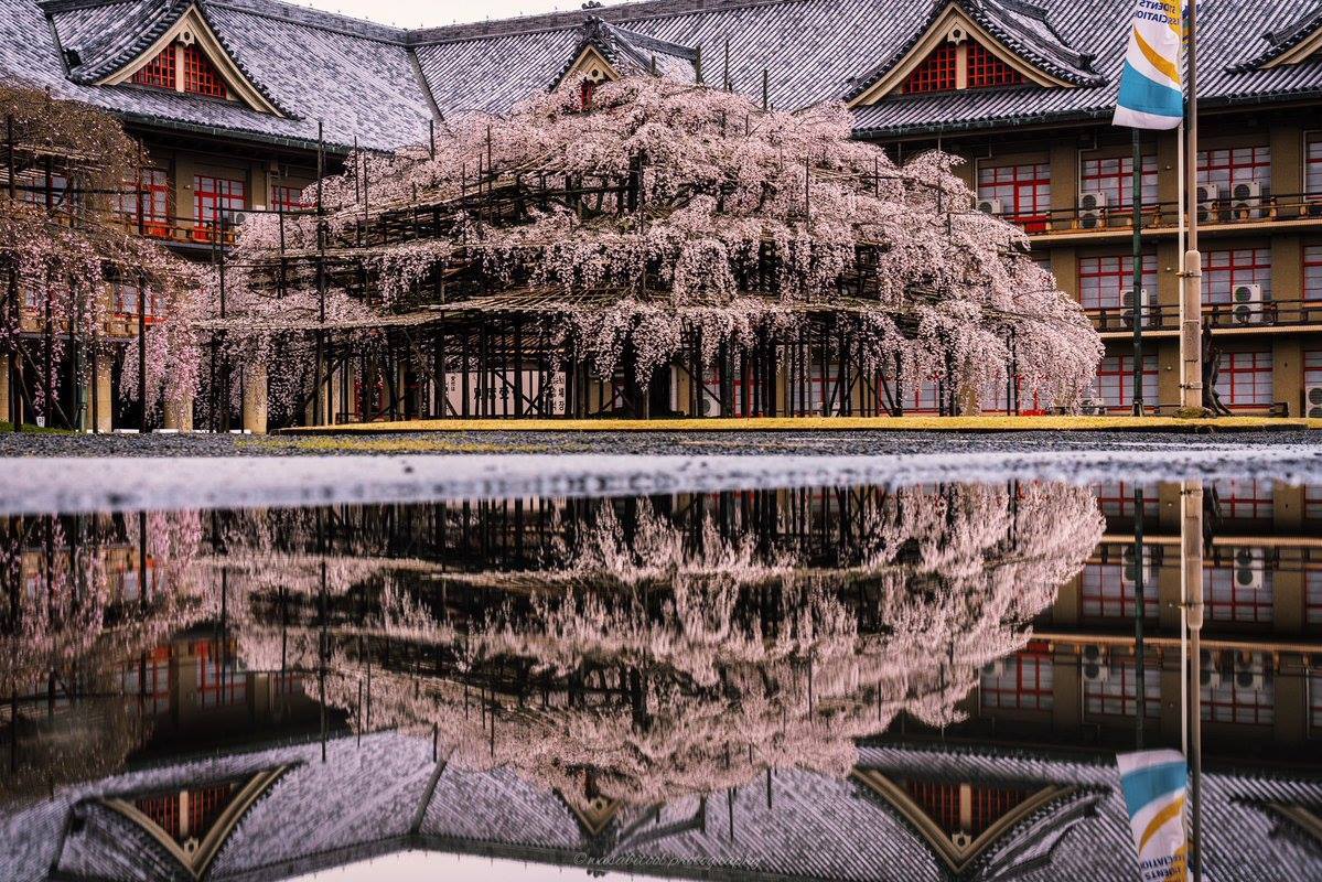 奈良天理市的天理教教会本部神殿前的大型枝垂樱 最近樱花盛放