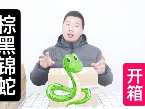 蜥蜴开箱:买了一条丽纹龙蜥蜴,这蜥蜴当宠物好玩吗