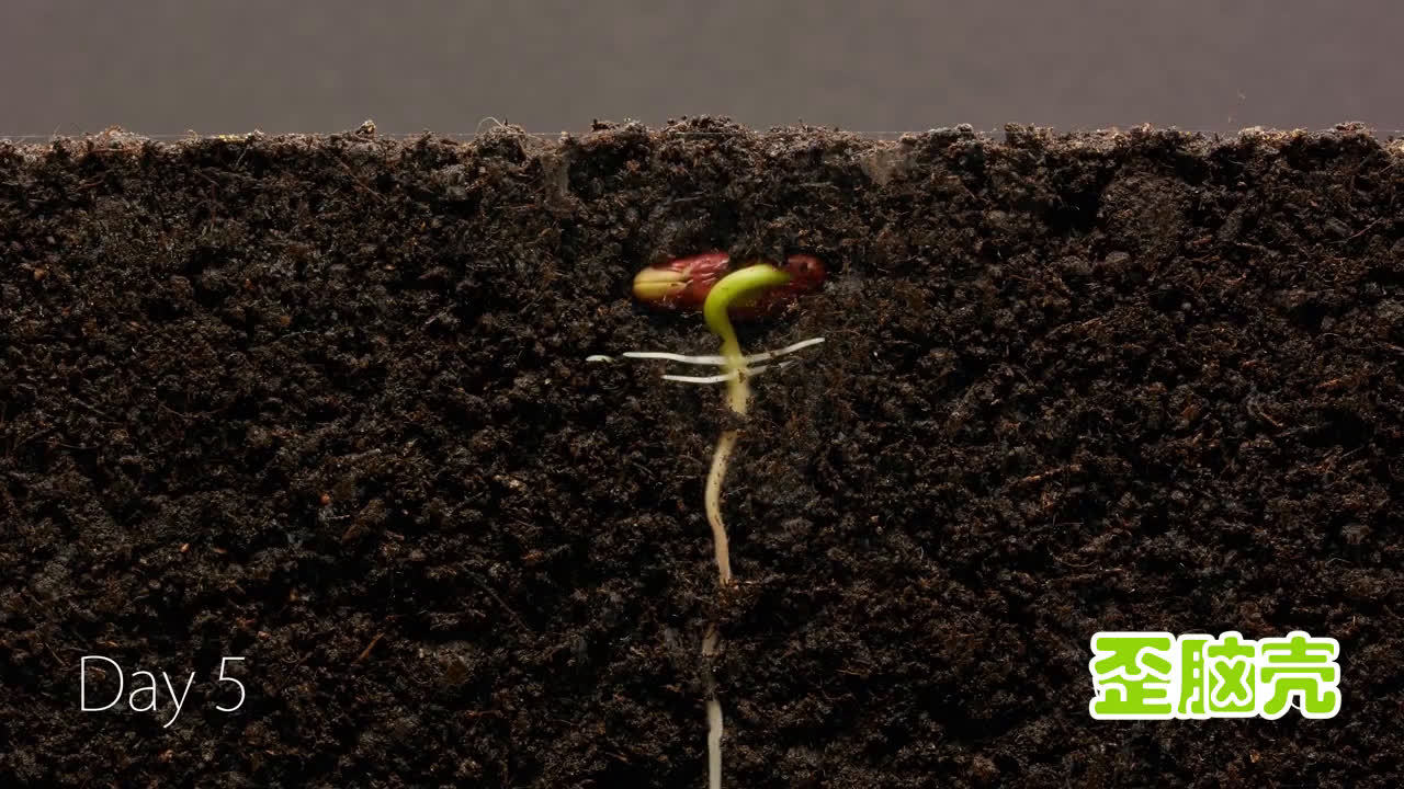 连续拍摄25天 记录了种子生根发芽的全过程,太神奇了!