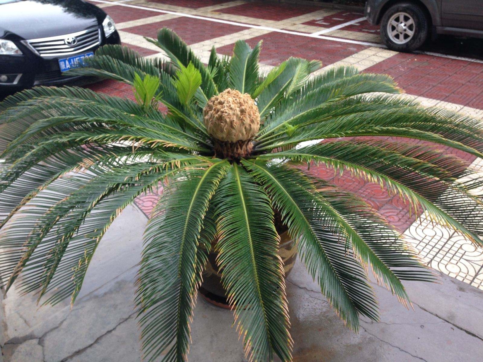 冬天铁树怎么养,学会这几个技巧,冬天铁树安全生长!