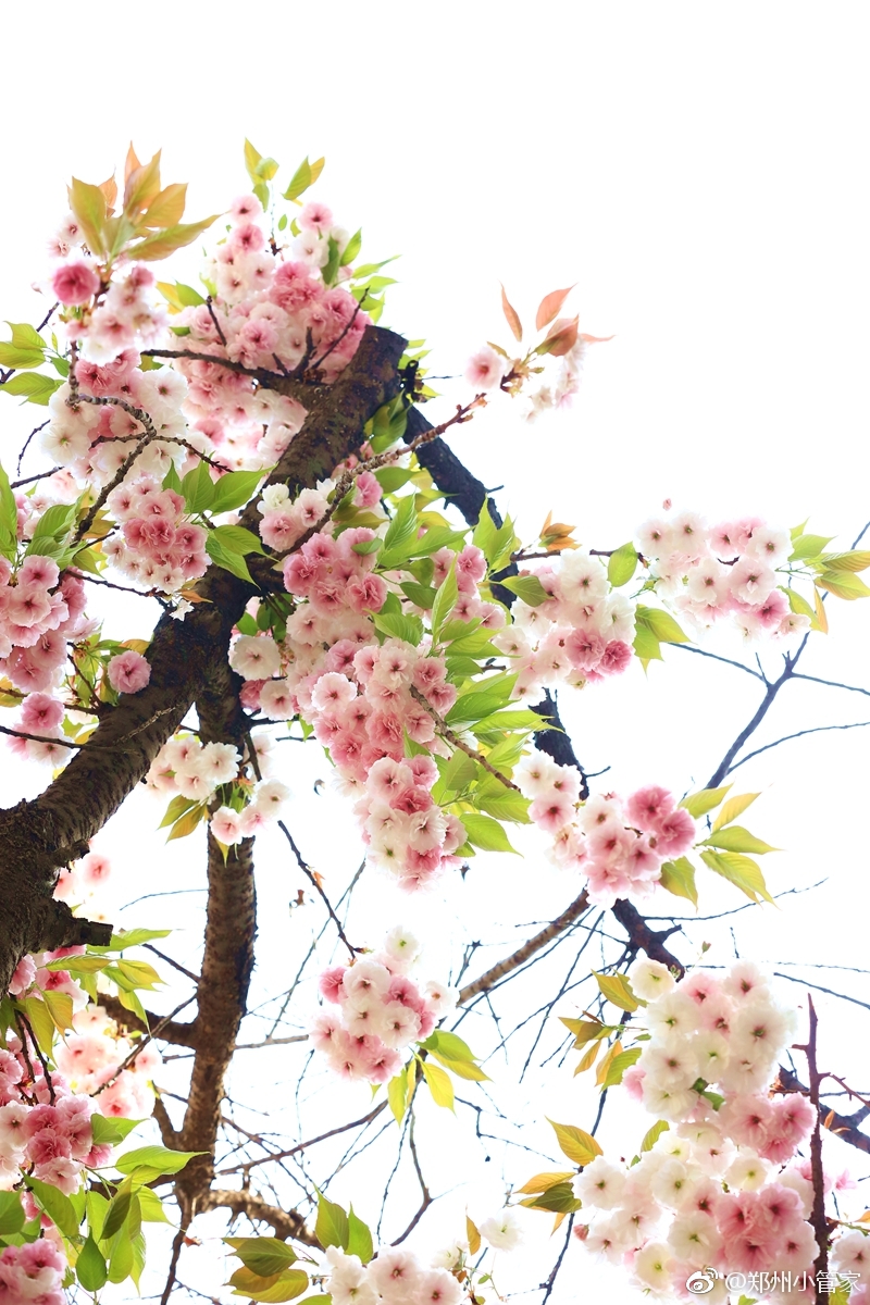 小长假第一天郑州财院内樱花烂漫粉白的樱花在绿叶陪衬下