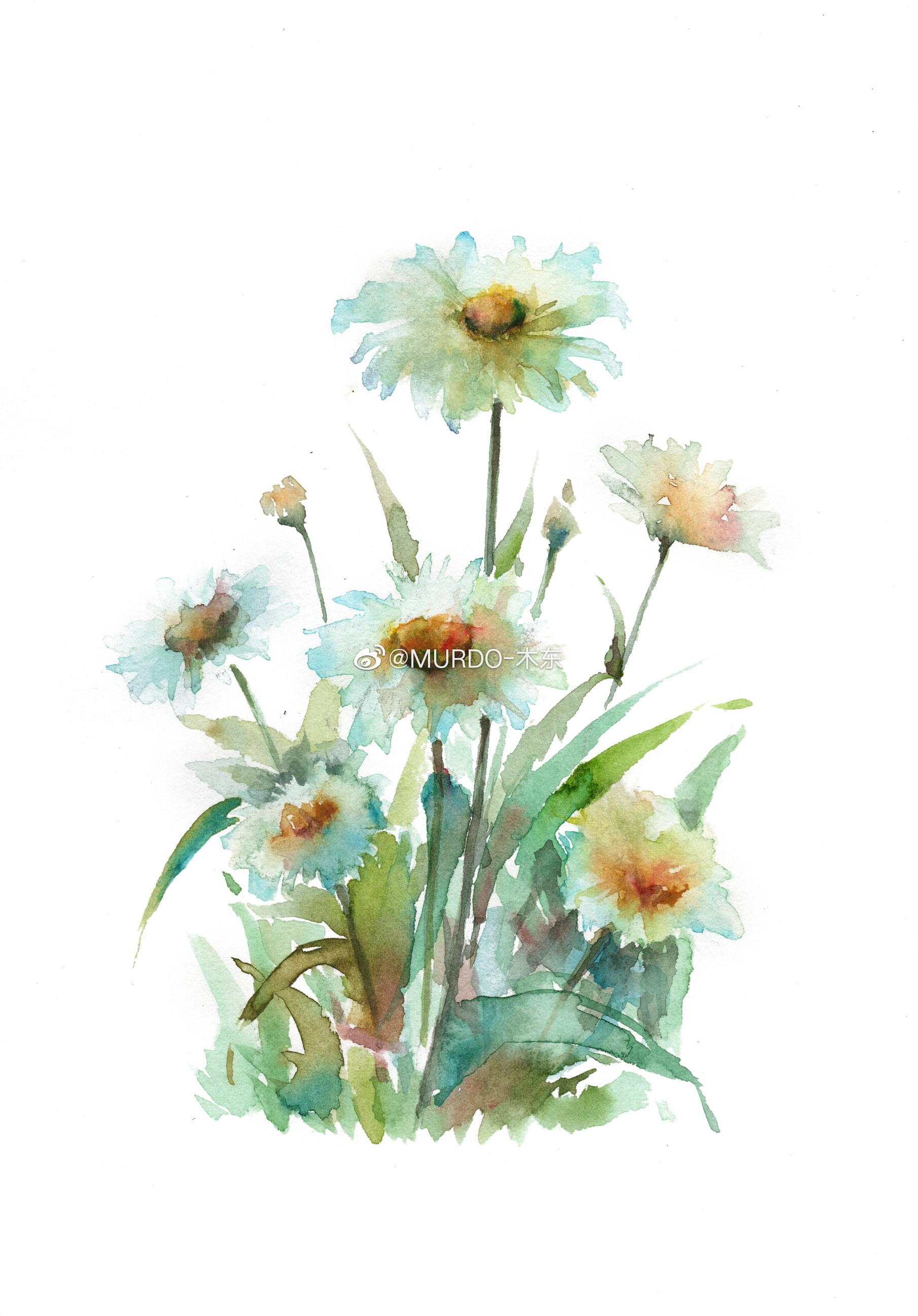 写意大滨菊,水彩速写,纸:宝虹300g细纹笔:绘物志