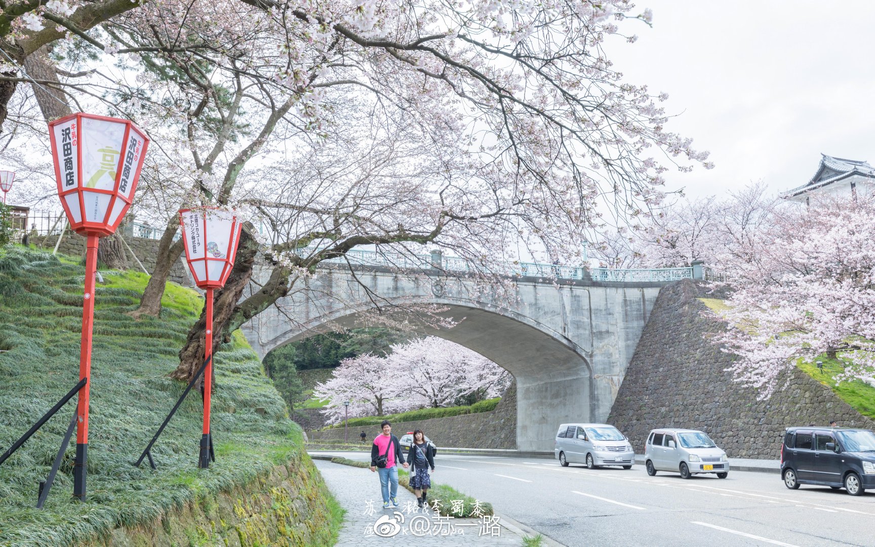 日本石川县金泽真的是个宝藏城市,大街小巷的樱花树