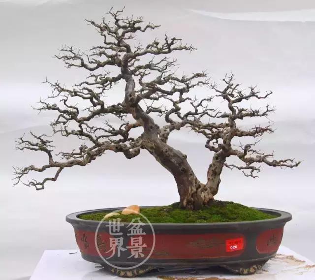 一组雀梅盆景佳作欣赏,横林叠翠,古木幽林,独钓寒江