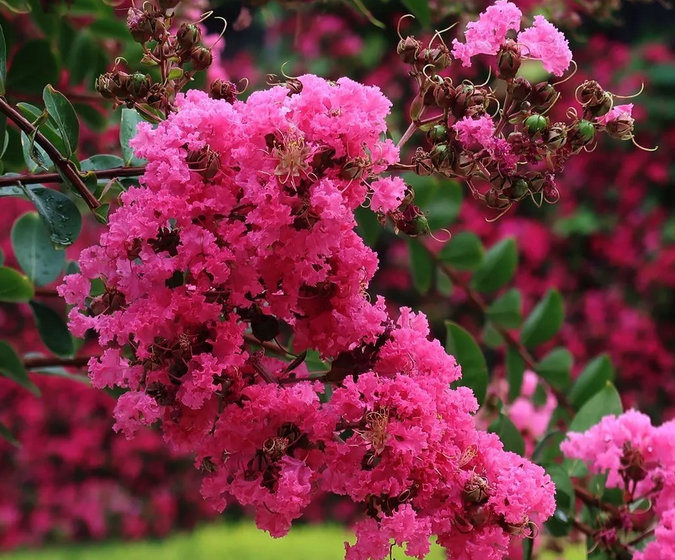 晋城市花紫薇花开靓凤城