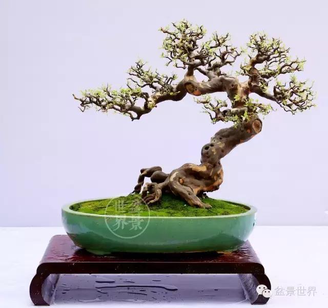 一组雀梅盆景佳作欣赏,横林叠翠,古木幽林,独钓寒江