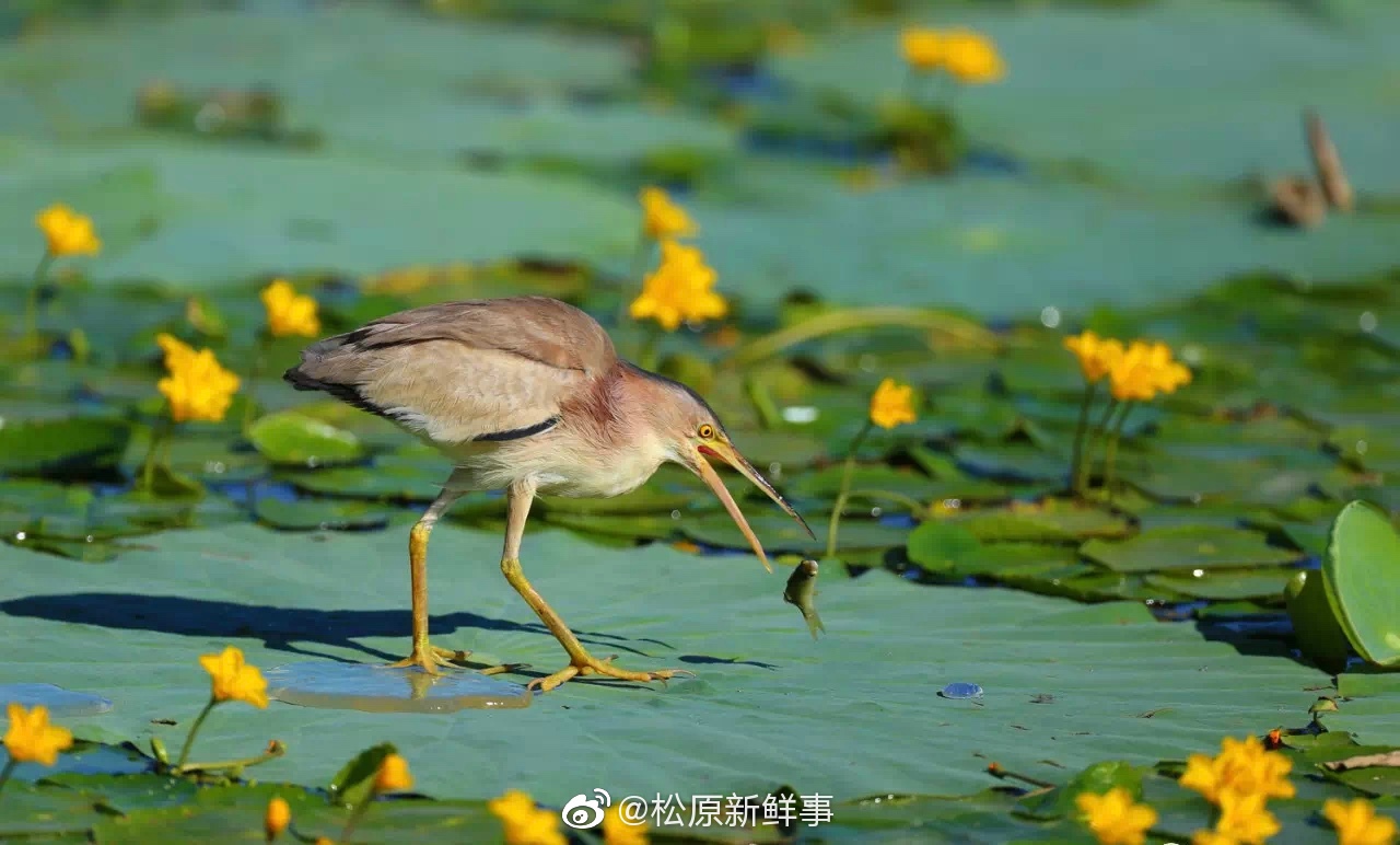 一排排绿树拔地而起,一棵棵果苗朝气蓬勃,一段段护坡披红挂绿,拆除
