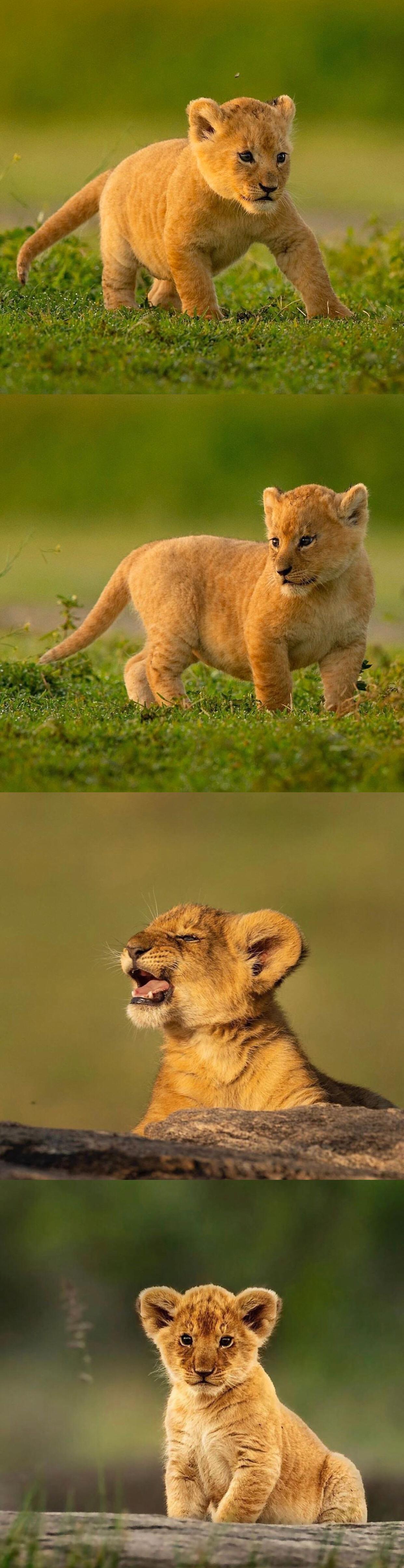 可爱的动物 . . . .太治愈了_高清图集_新浪网