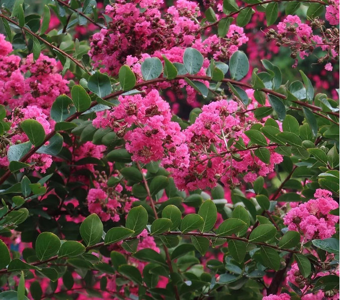 晋城市花紫薇花开靓凤城