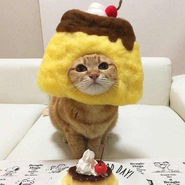 各种美食头套戴在猫咪头上好像尝尝口味