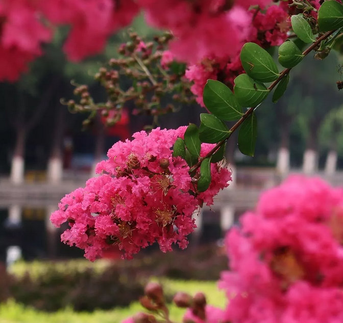 晋城市花紫薇花开靓凤城