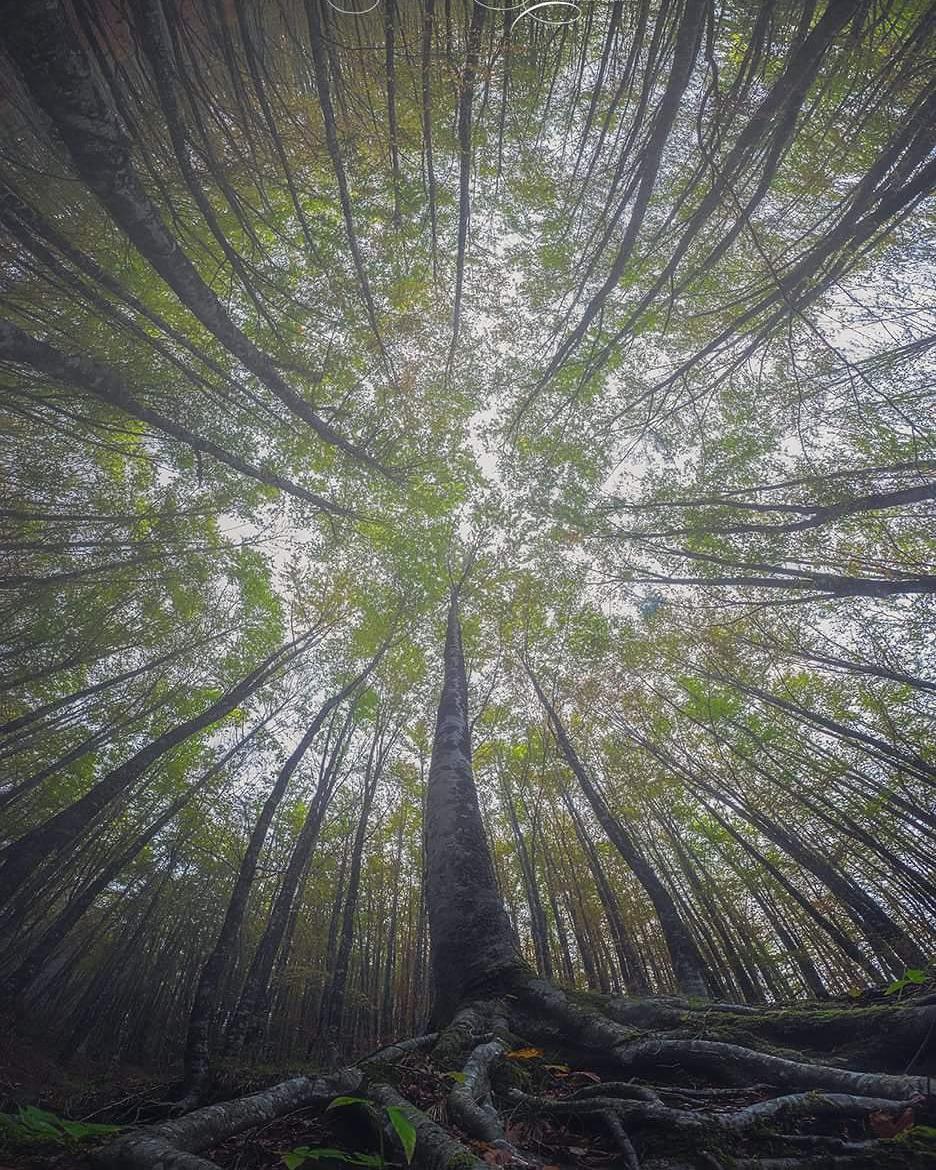 仰拍森林的神奇之美意大利摄影师 manuelo bececco