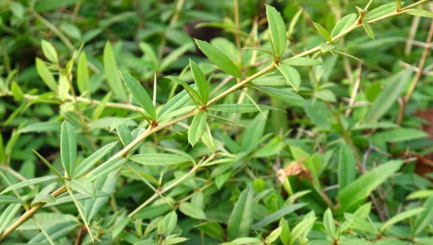 农村有种植物浑身长满刺,以前农民不喜欢它,如今一斤200元|豪猪|植物