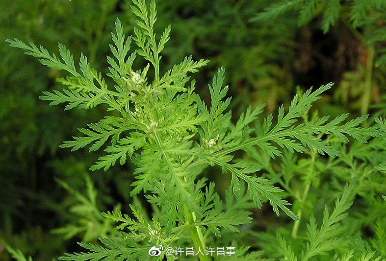 禹州领先全国即将成为全国最大青蒿种植生产基地